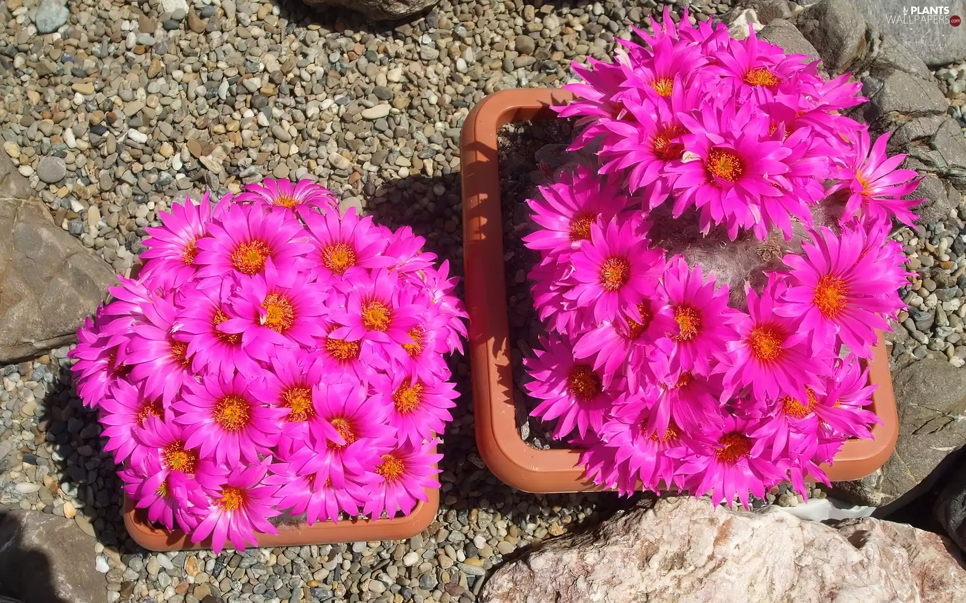 Pots, Stones, flourishing, Cactus, Pink