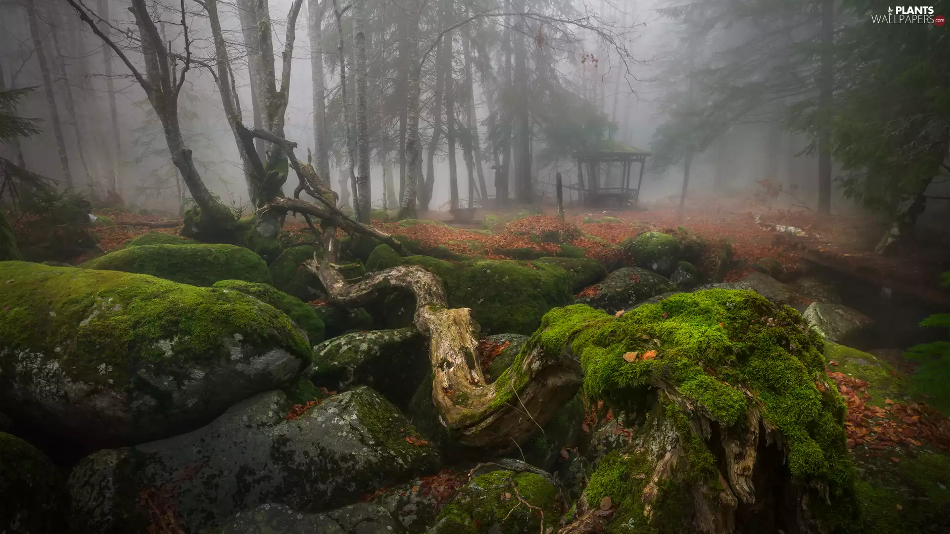 viewes, mossy, Fog, Stems, alcove, trees, Park, Stones