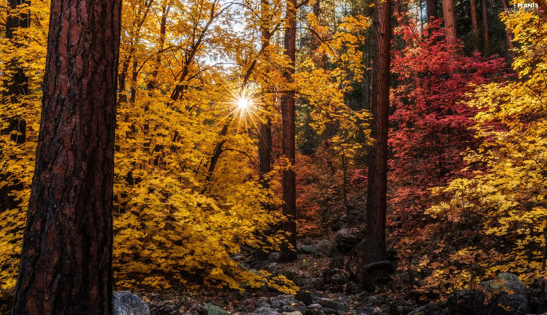 viewes, Stones, forest, trees, autumn