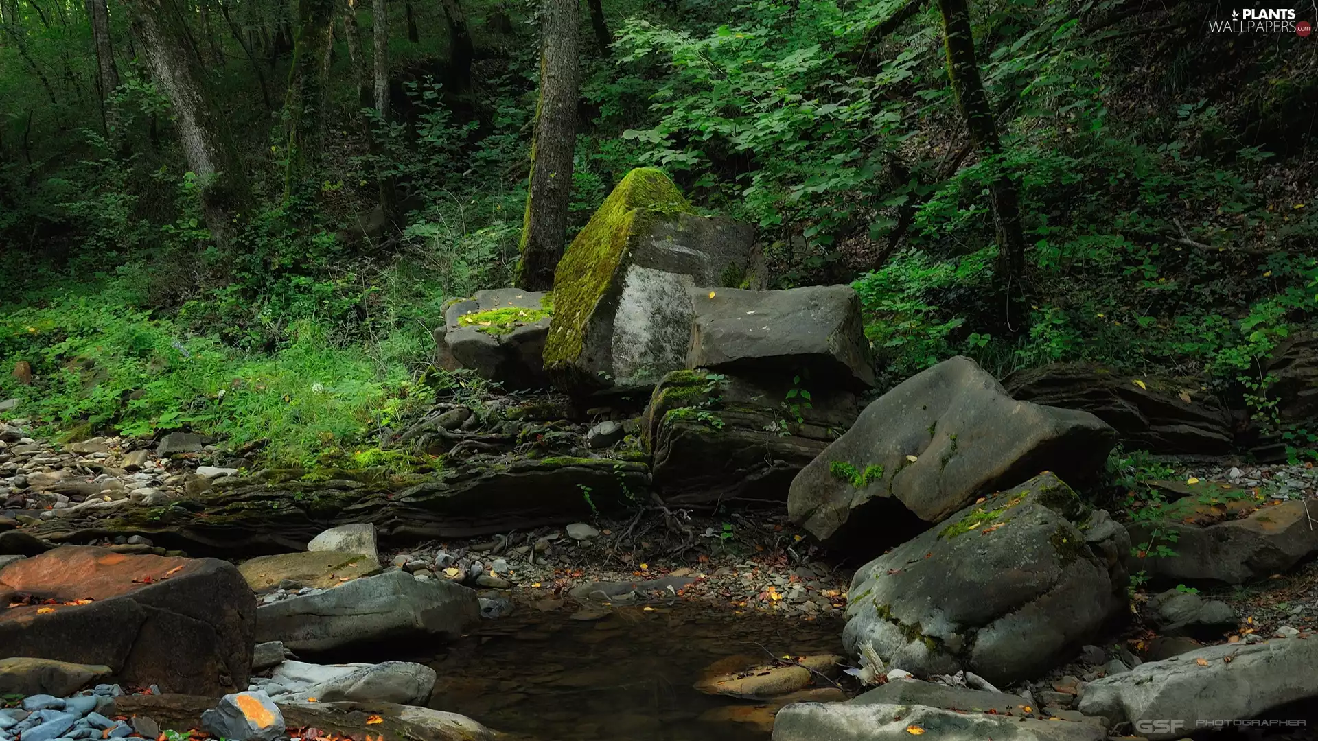 viewes, Stones, forest, trees, flux