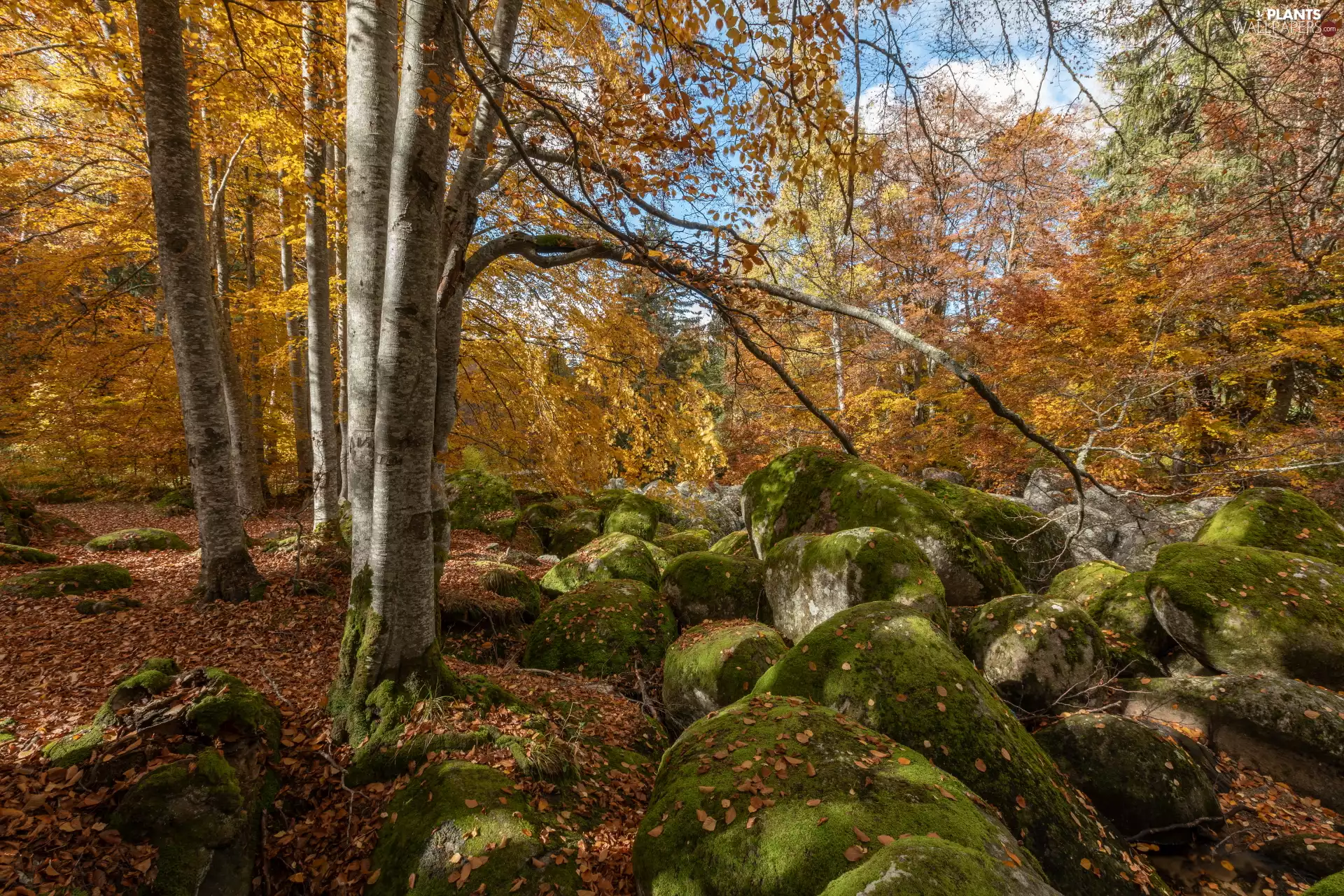 trees, autumn, mossy, Stones, viewes, forest
