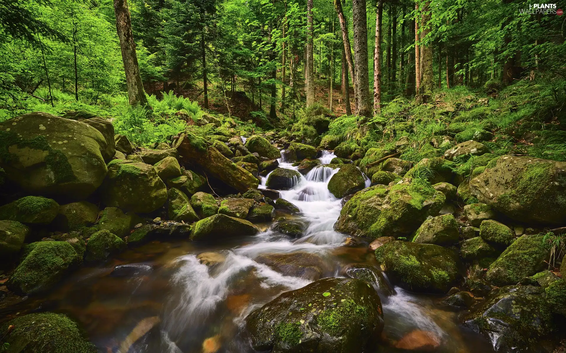 trees, River, mossy, Stones, viewes, forest