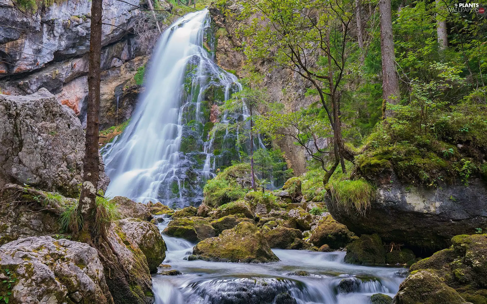 trees, River, forest, Stones, waterfall, viewes, Rocks