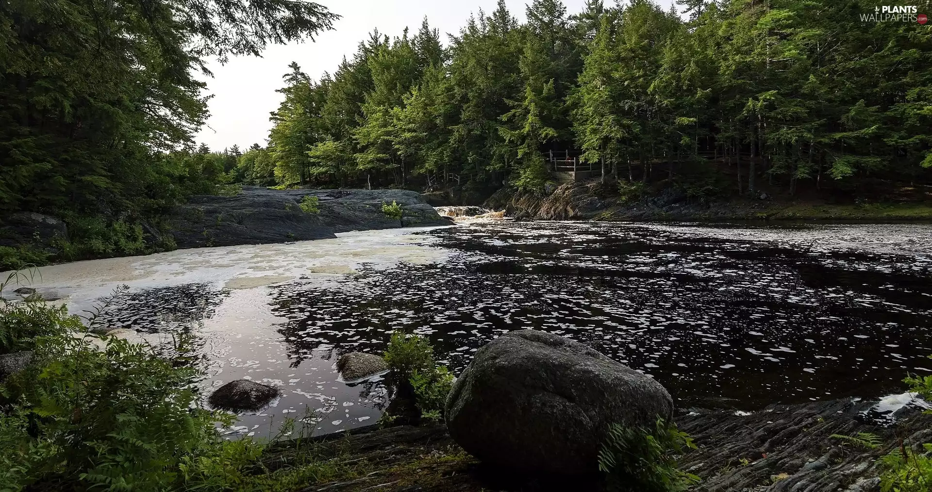 trees, River, rocks, Stones, viewes, forest