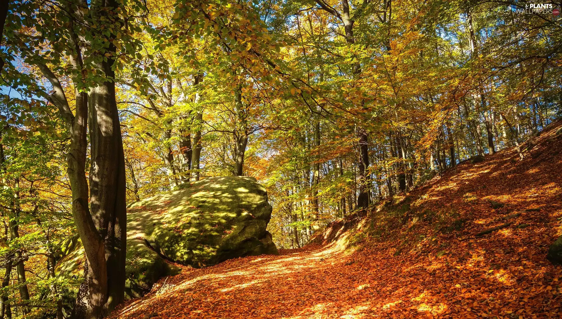 Leaf, autumn, viewes, Stones, trees, forest