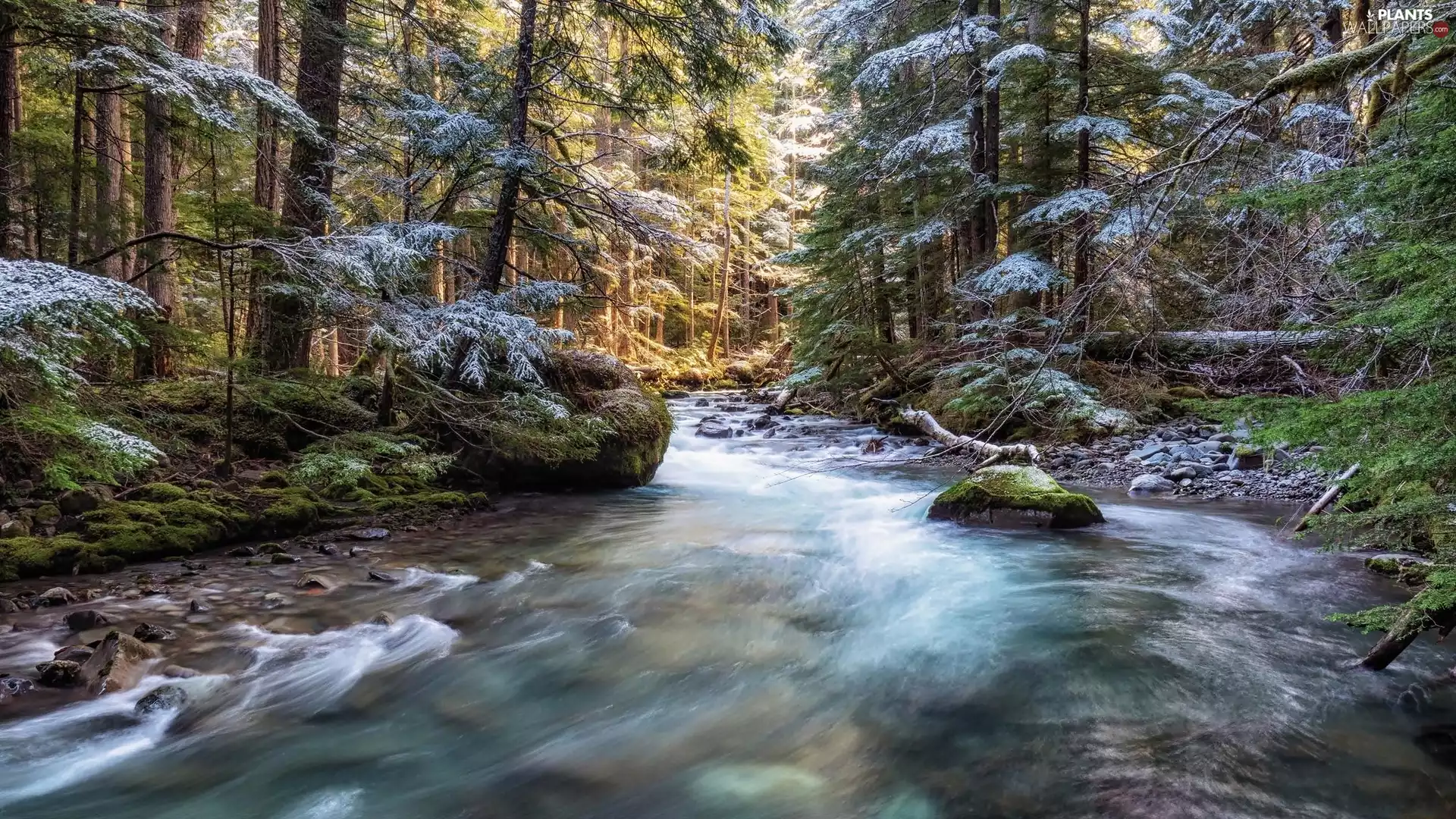 Snowy, River, viewes, Stones, trees, forest