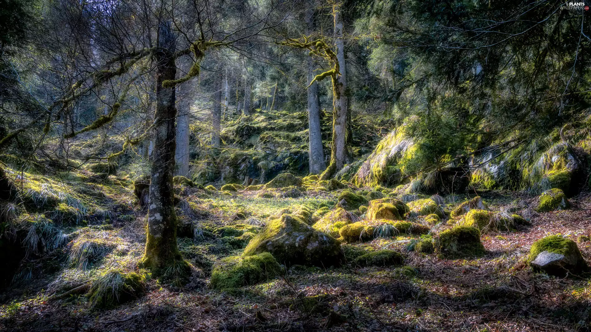 forest, trees, viewes, Stones