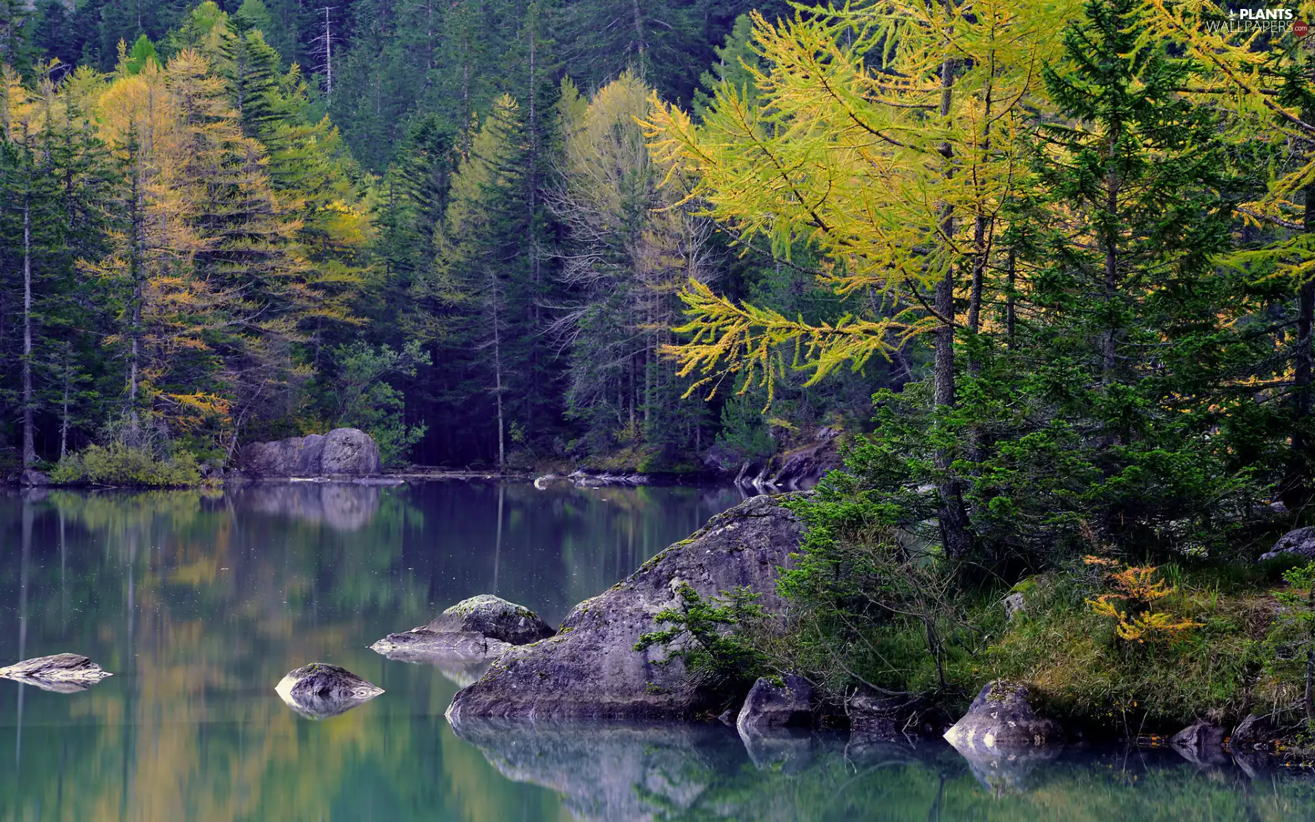 lake, forest, Conifers, Stones