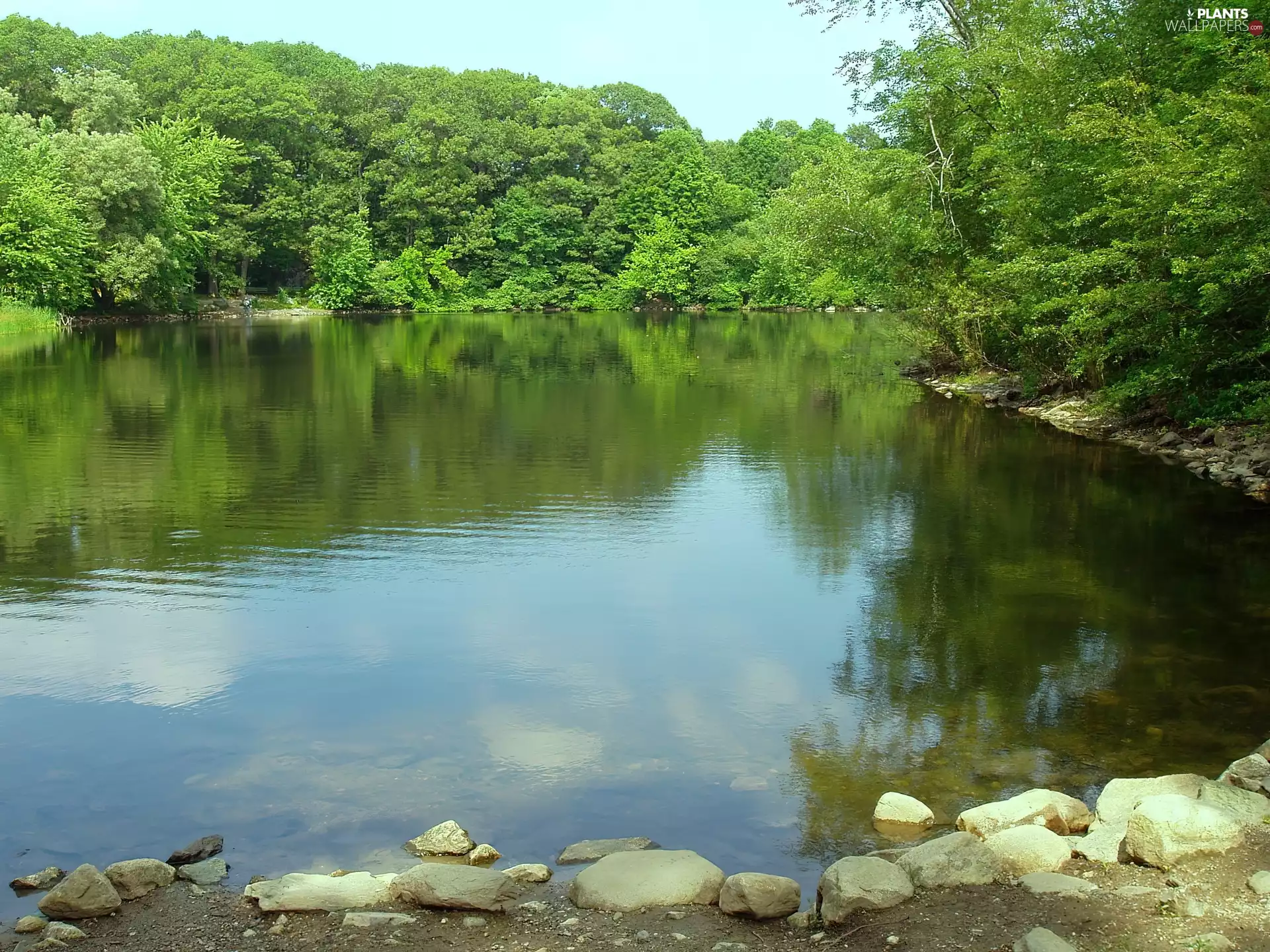 lake, trees, viewes, Stones