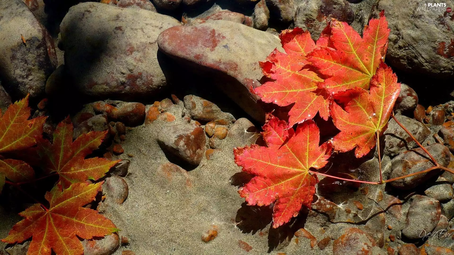 Stones, Autumn, Leaf