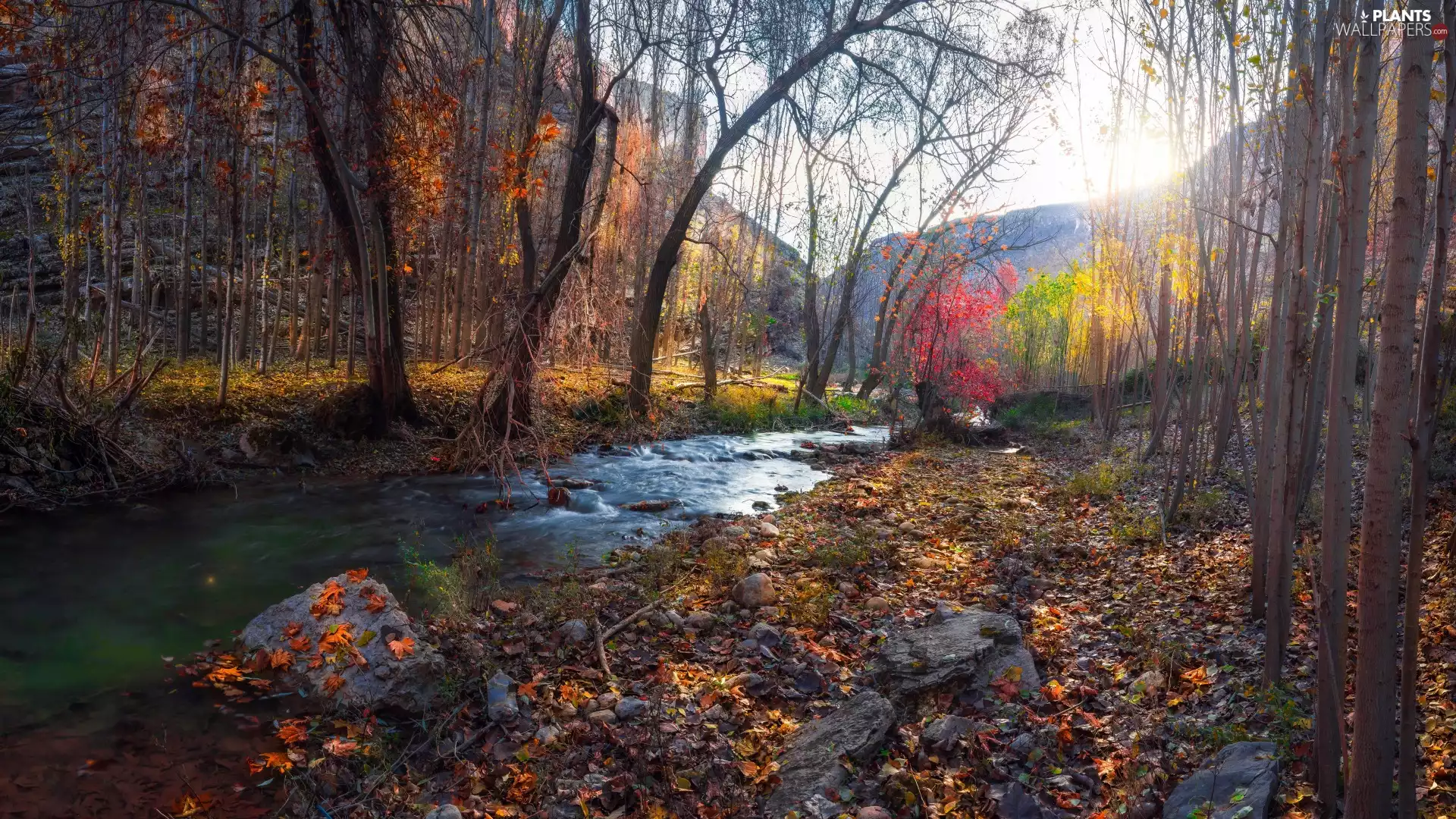 trees, viewes, Leaf, stream, fallen, forest, autumn, Stones