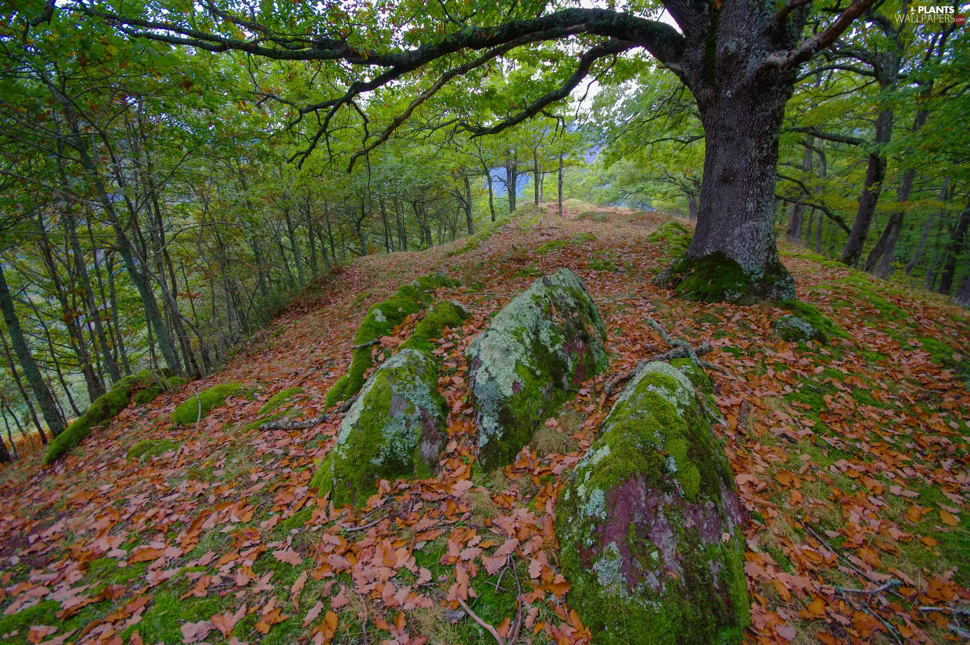 mossy, forest, autumn, Stones