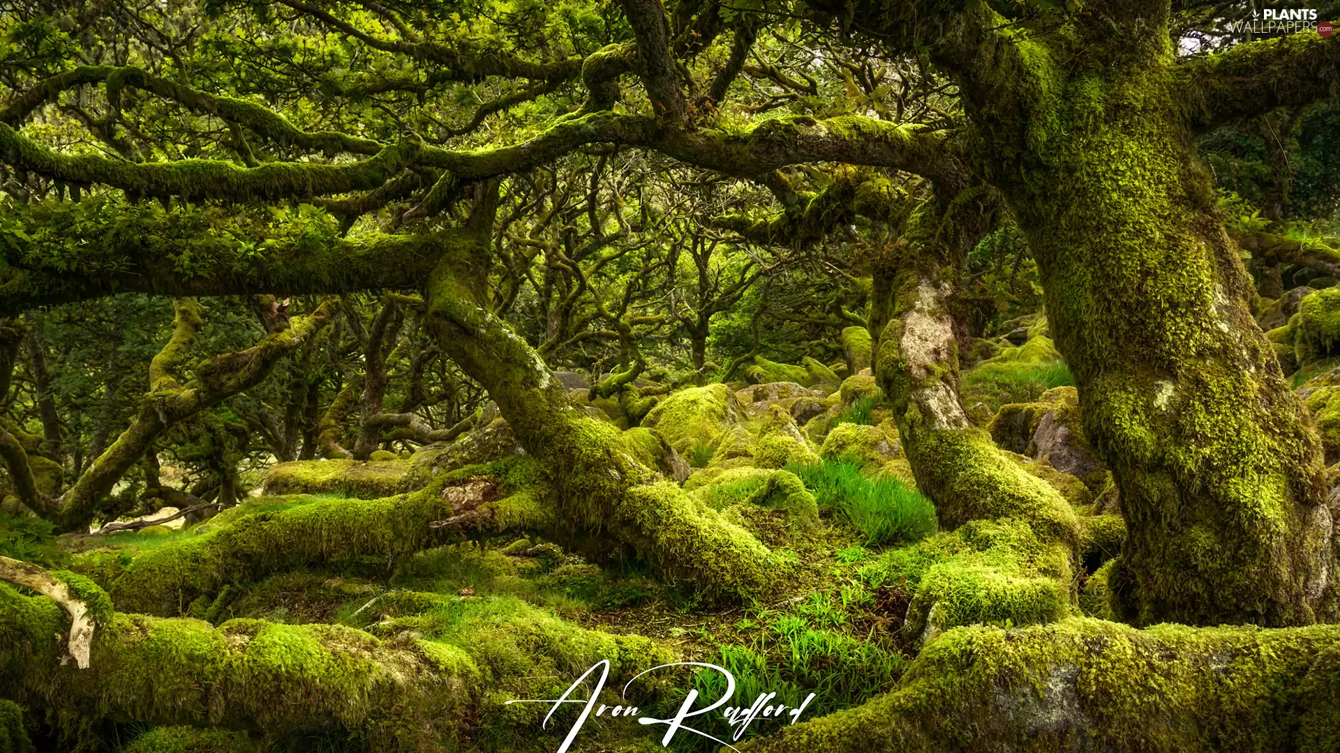 viewes, Stones, mossy, trees, forest