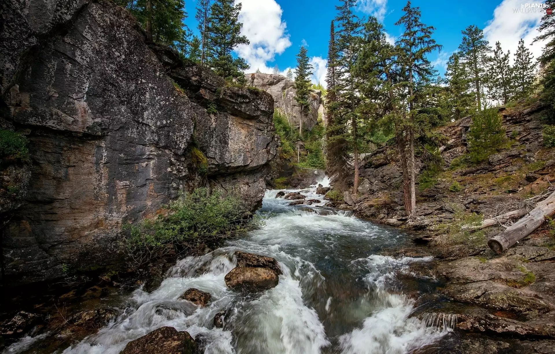 Spruces, Stones, Mountains, River, rocks