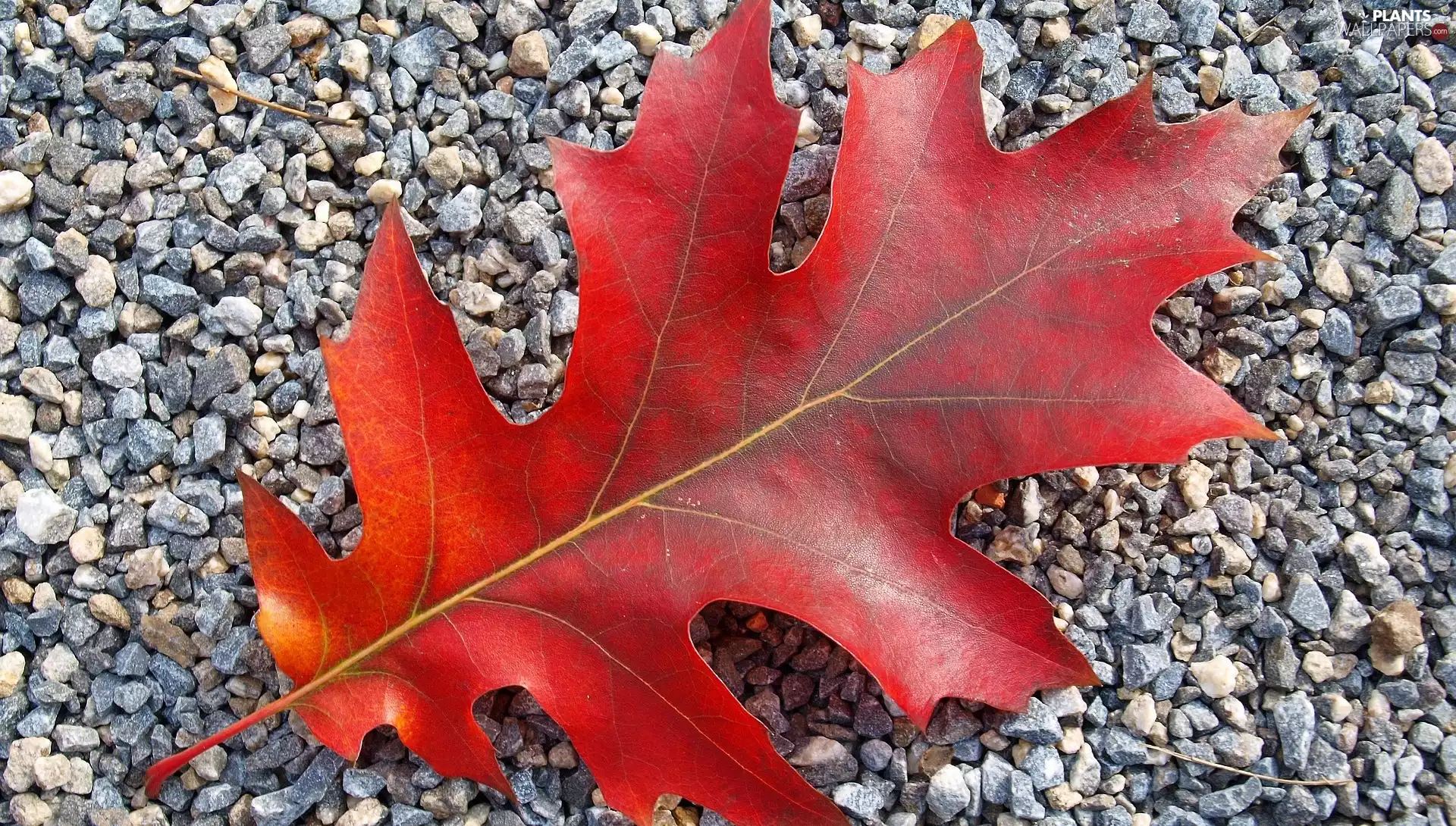 Stones, leaf, oak