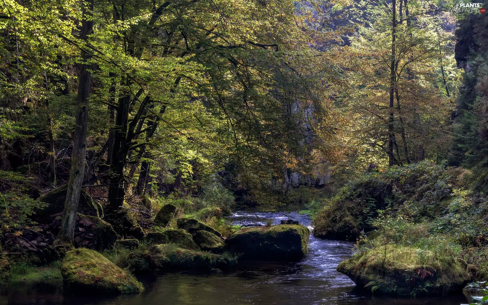viewes, green ones, mossy, trees, forest, River, Stones