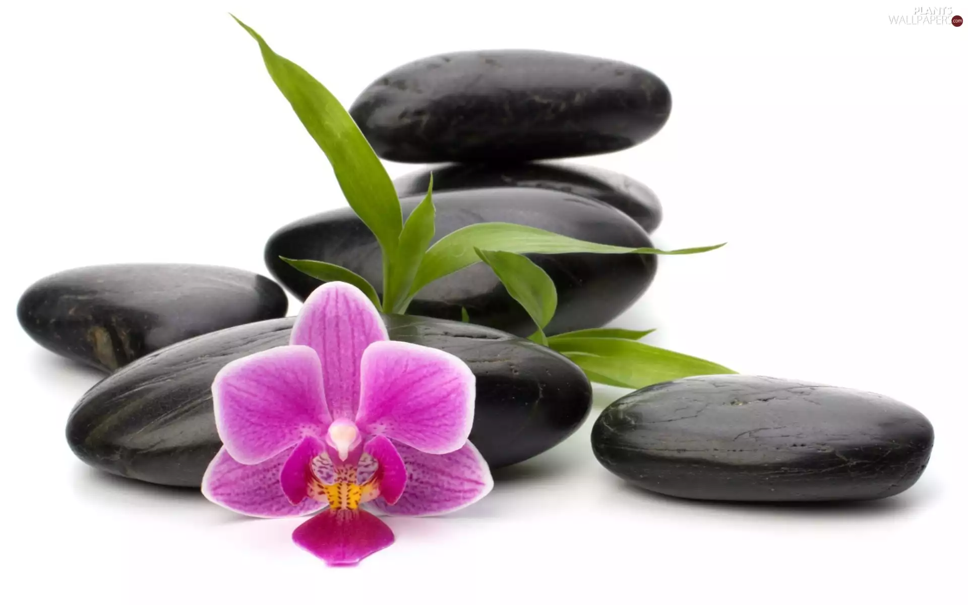 orchid, Leaf, Spa, Stones
