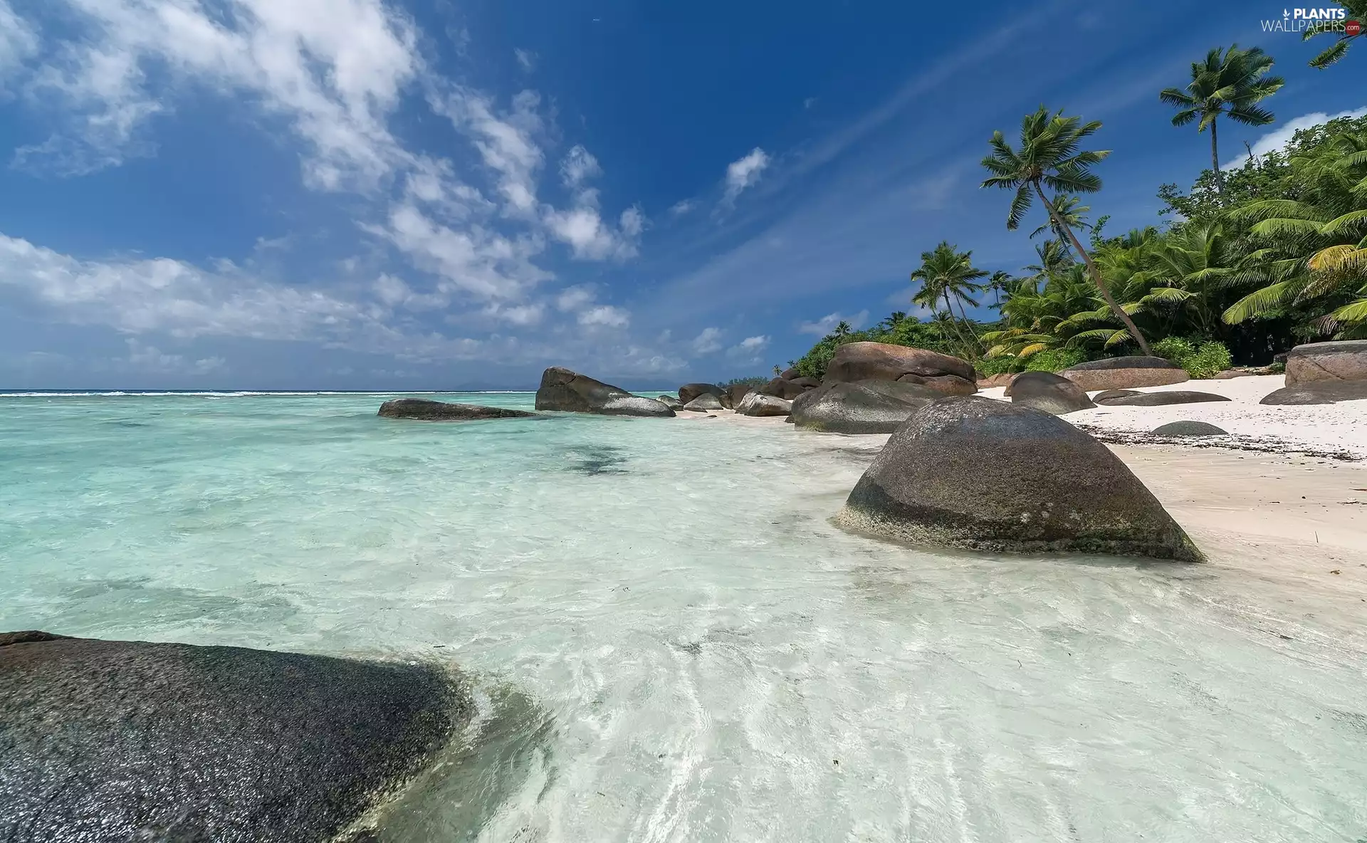 Stones, sea, Palms