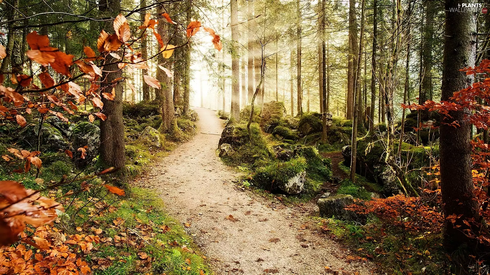 Stones, forest, Path