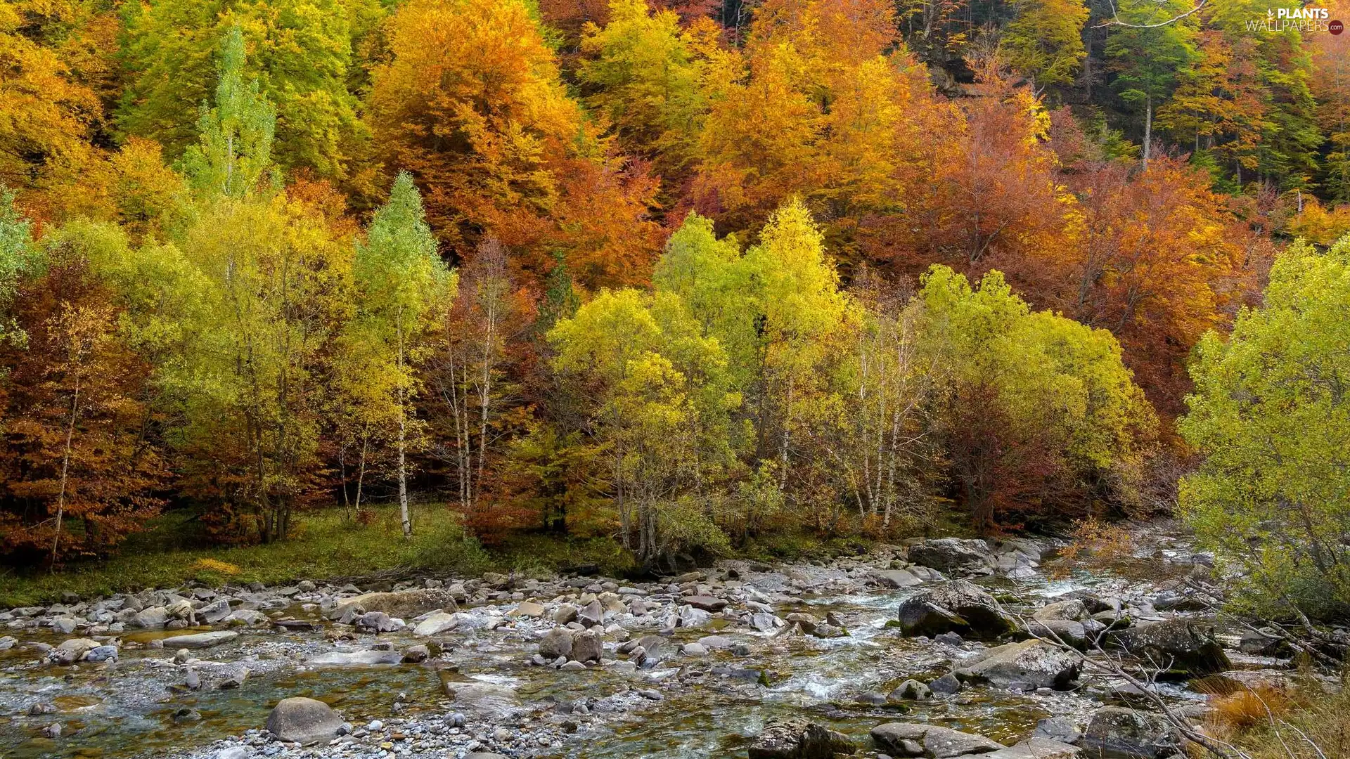 viewes, Stones, River, trees, autumn