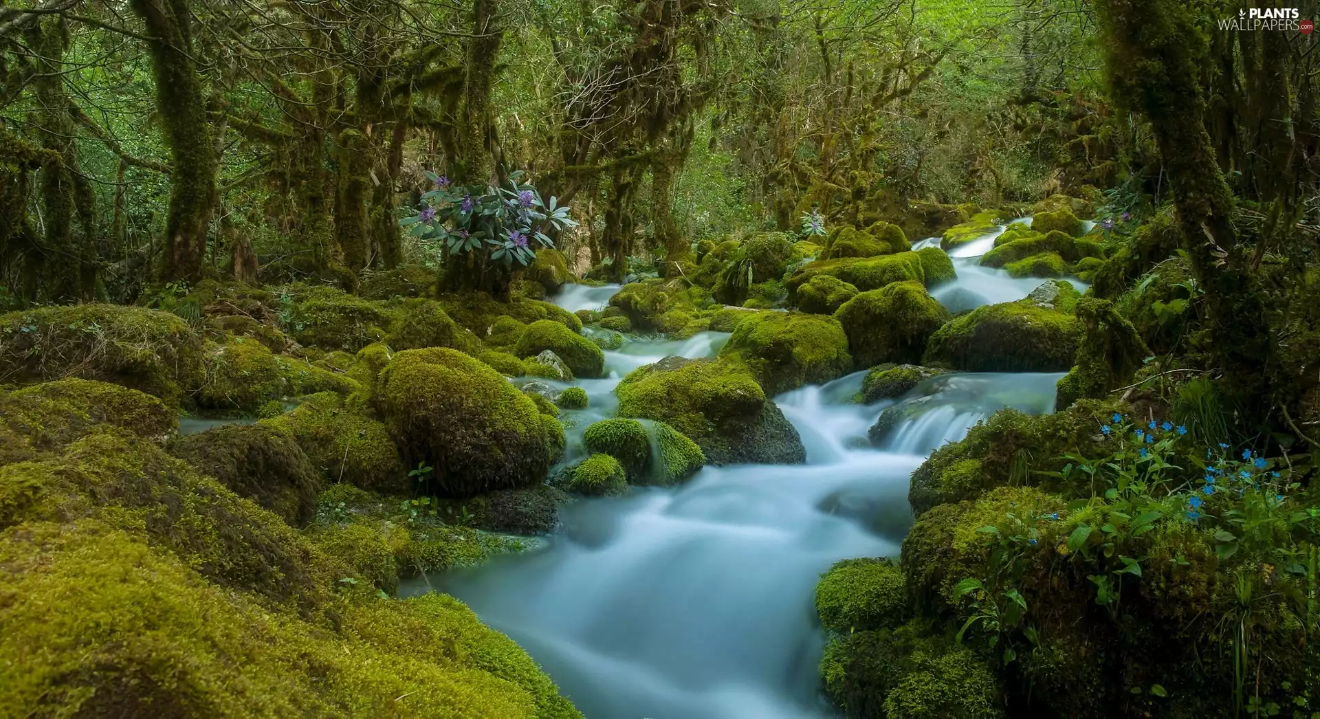 River, forest, Moss, Stones