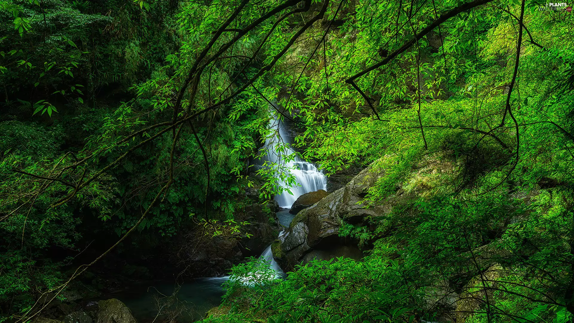 green ones, River, viewes, forest, waterfall, trees, Stones