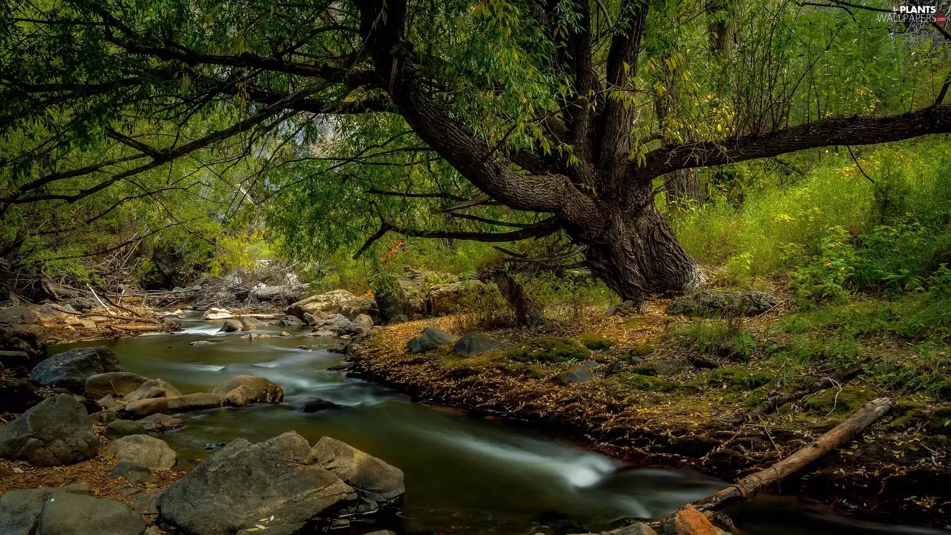 Stones, trees, River