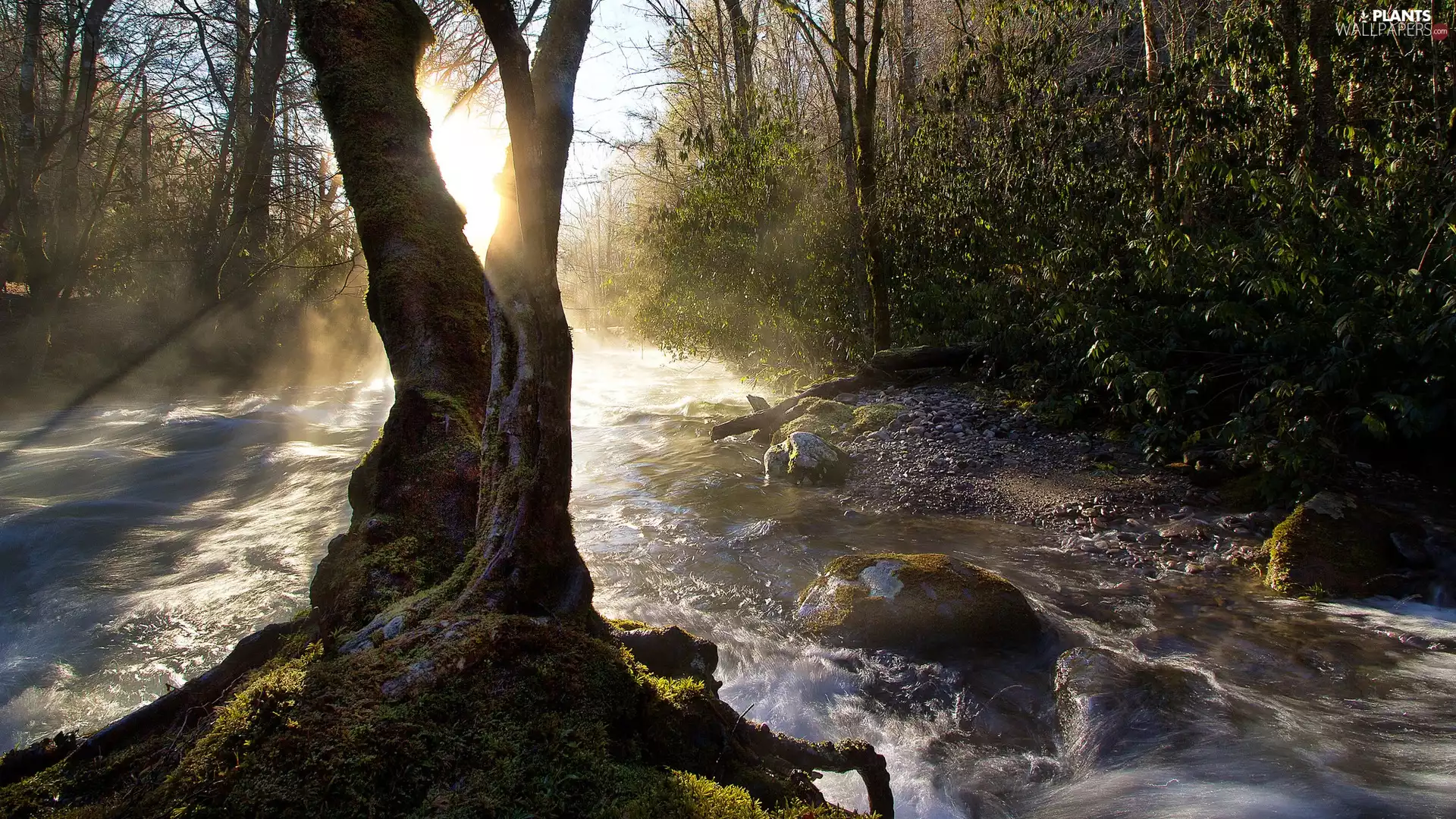 River, trees, viewes, Stones