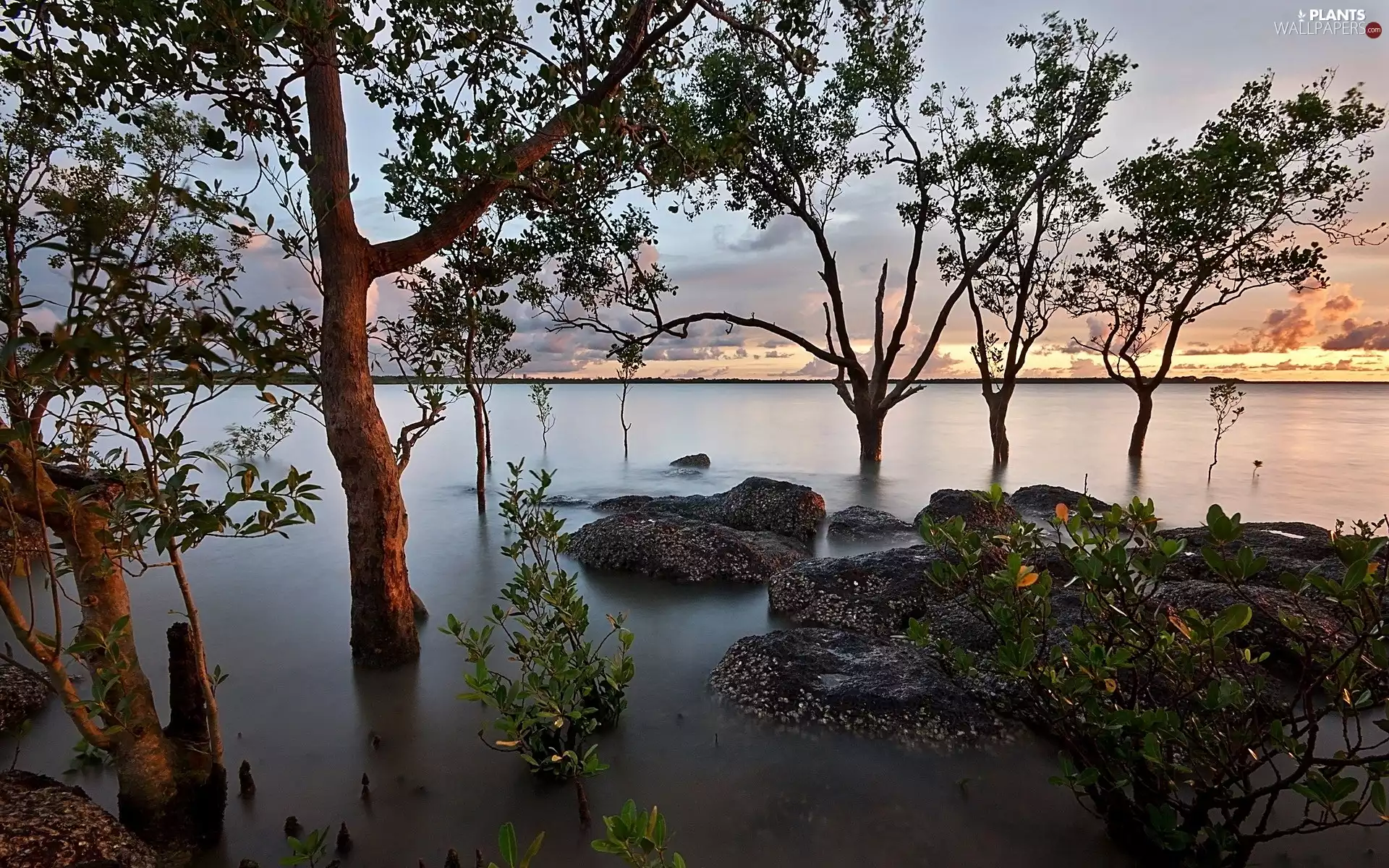 River, trees, viewes, Stones