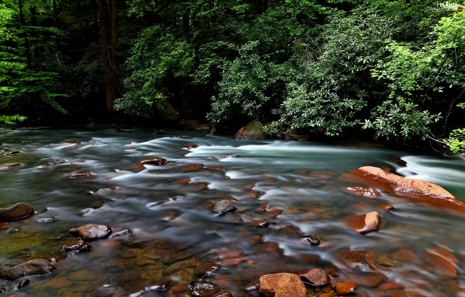 River, trees, viewes, Stones