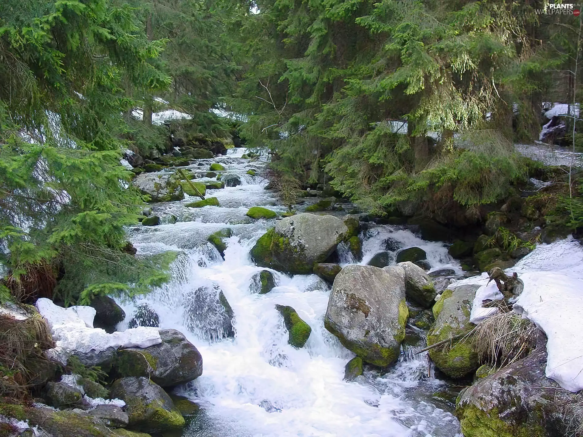 River, trees, viewes, Stones