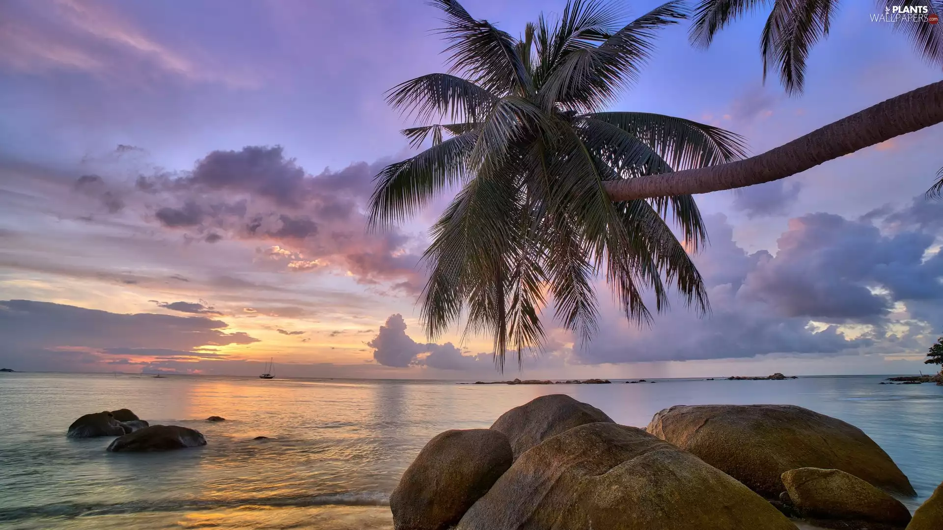 sea, Palms, clouds, Stones