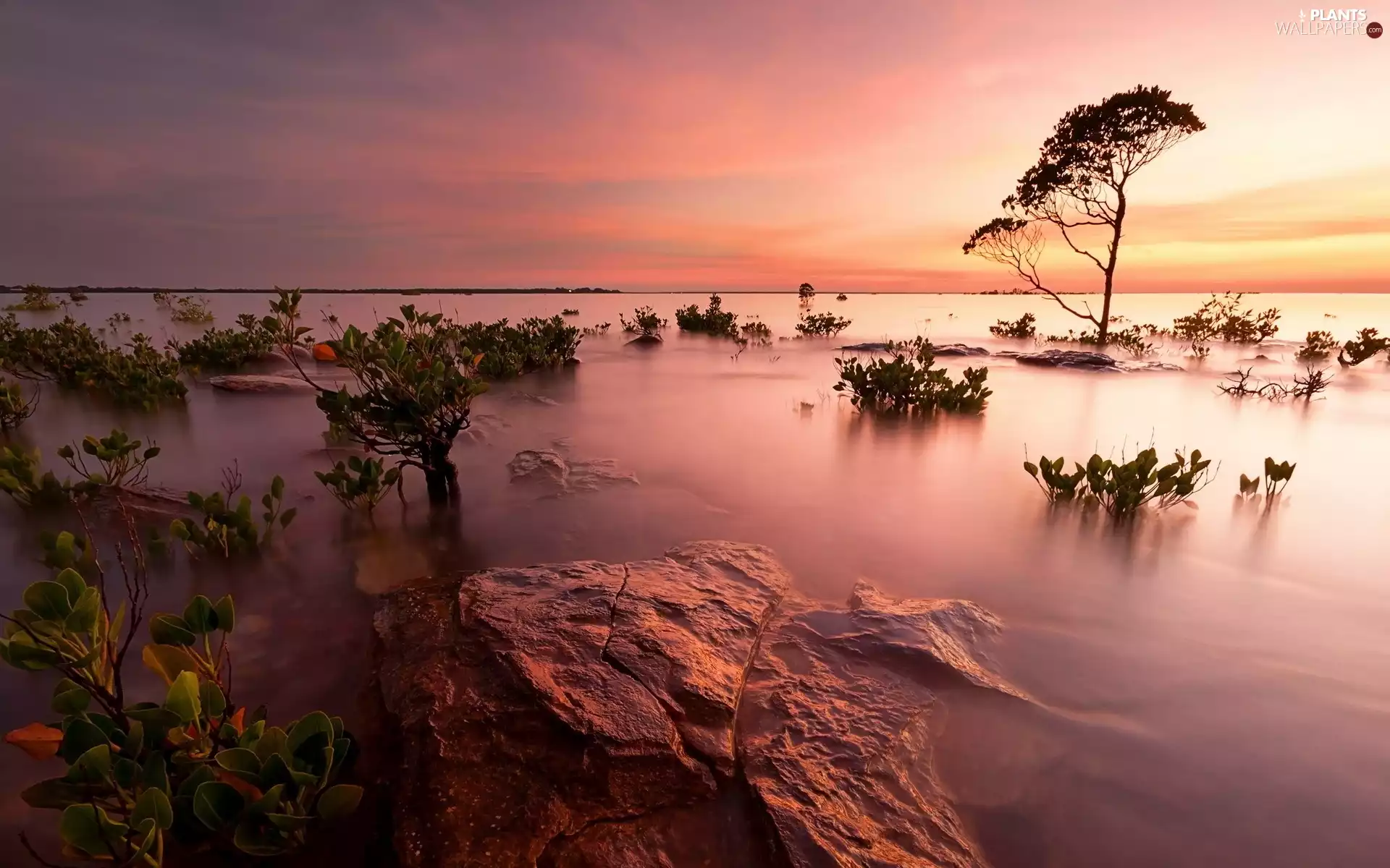 sea, trees, Plants, Stones