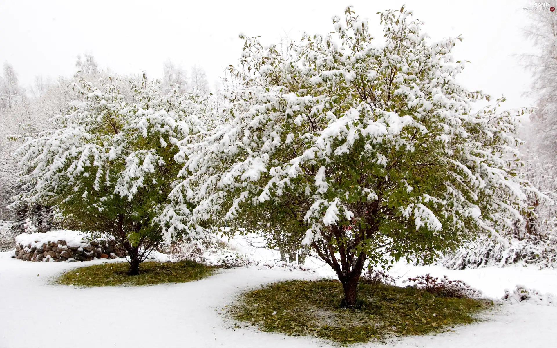 Snowy, viewes, Stones, trees