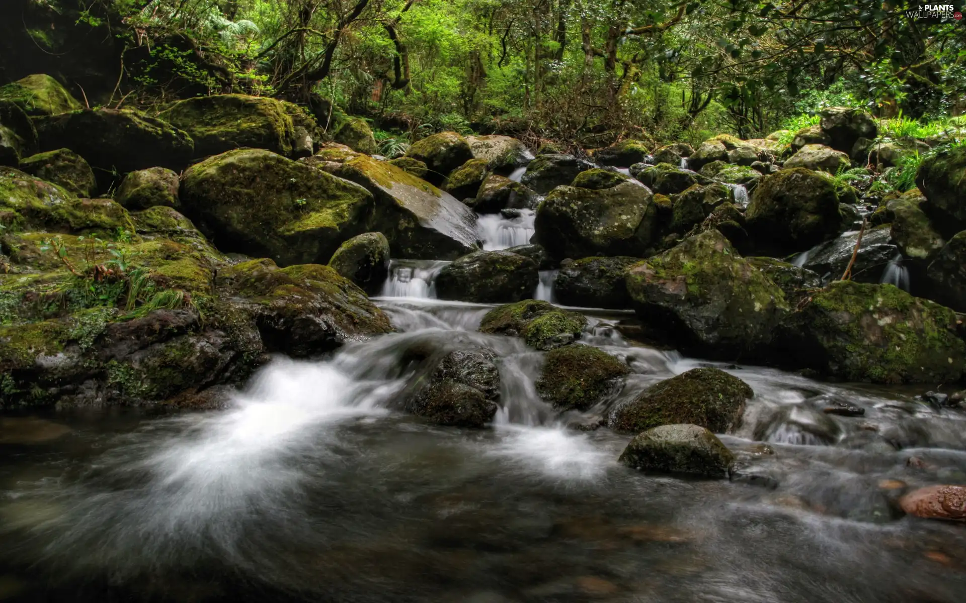 Stones, forest, stream