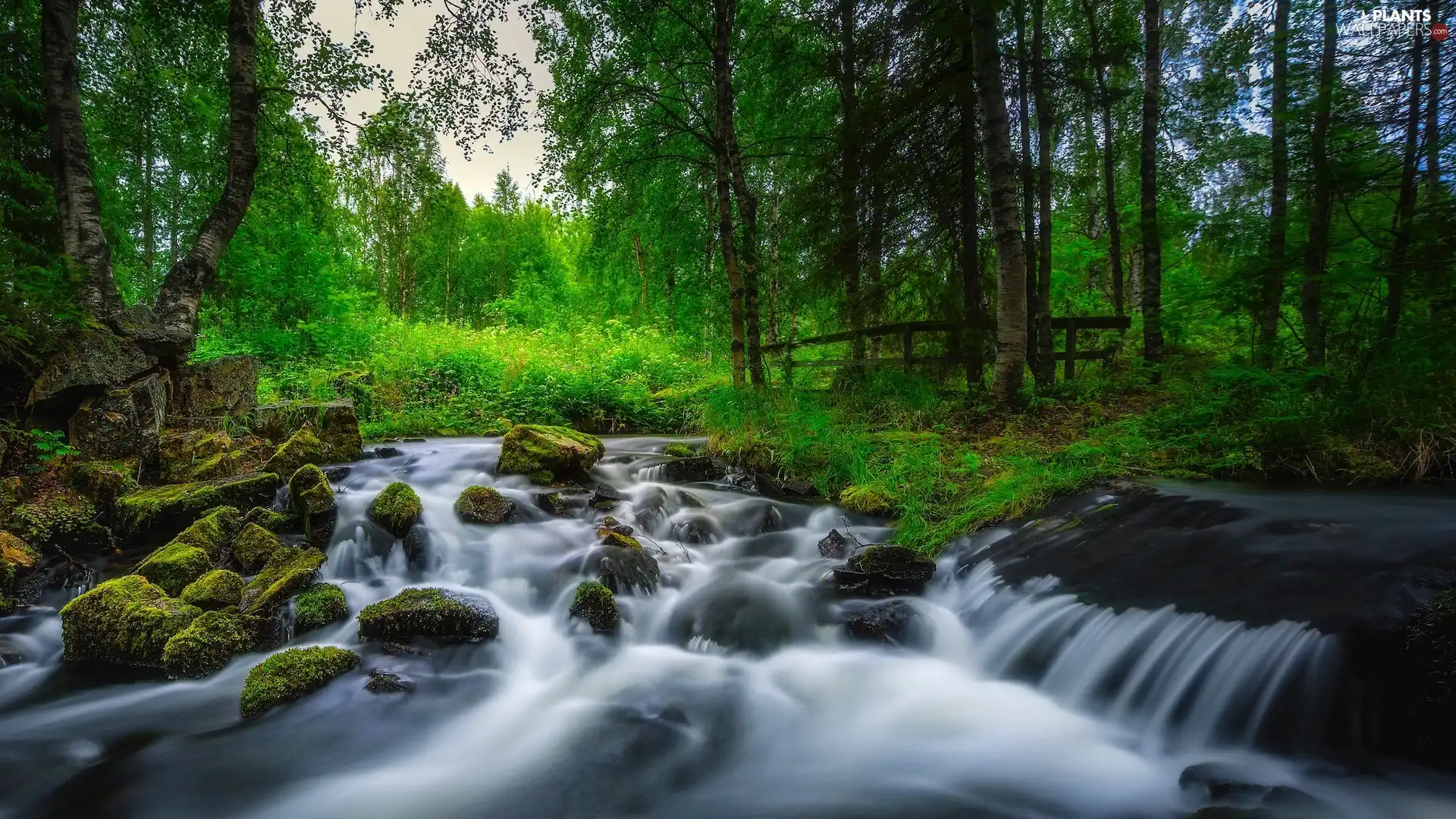 trees, viewes, stream, mossy, bridges, River, forest, Stones