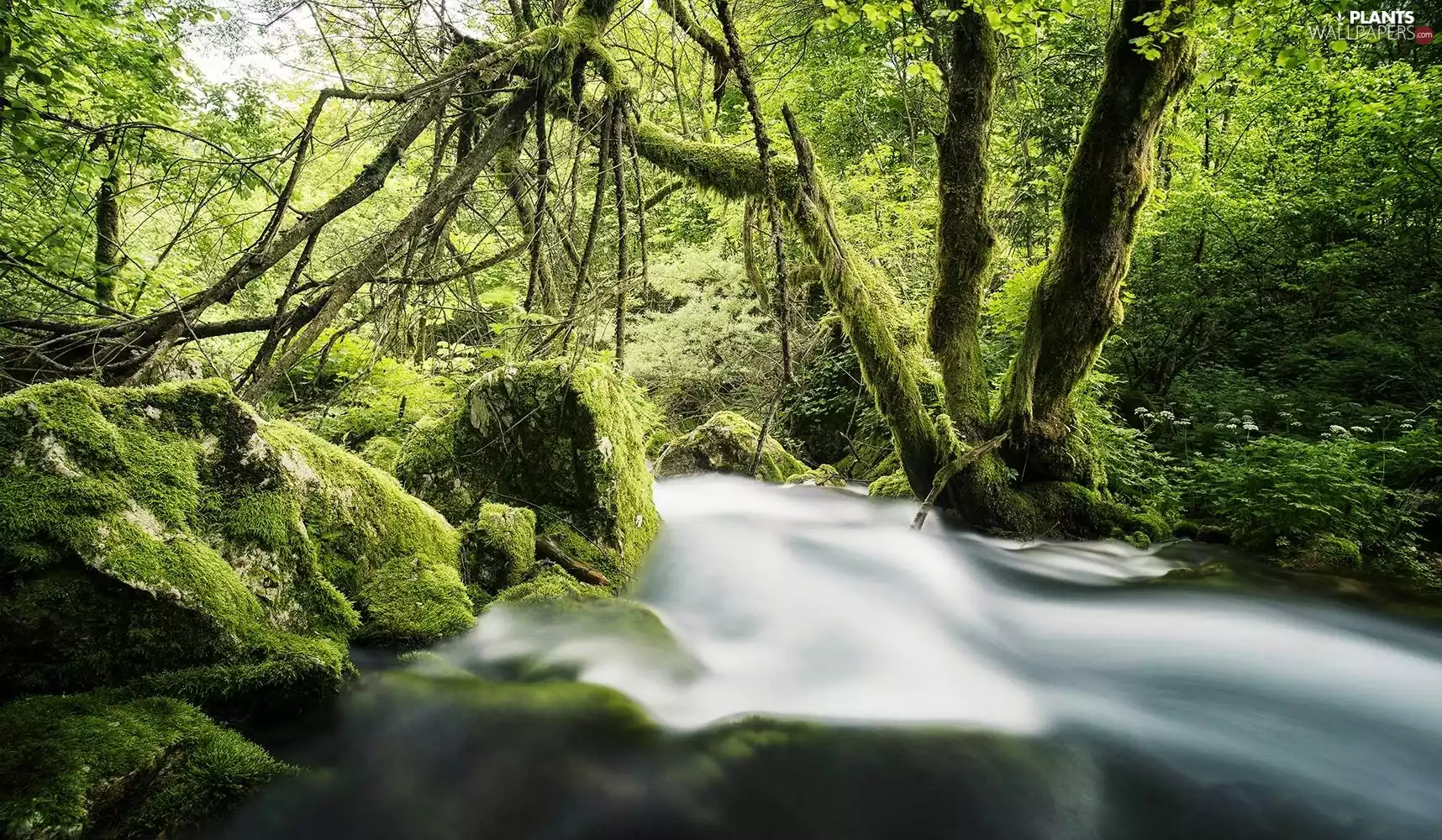 stream, trees, viewes, Stones
