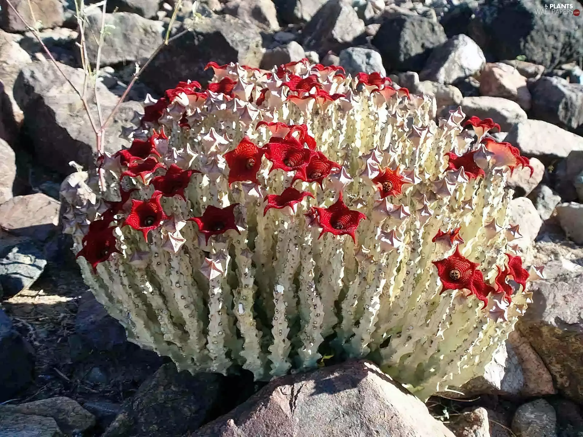 summer, flower, Cactus, Stones