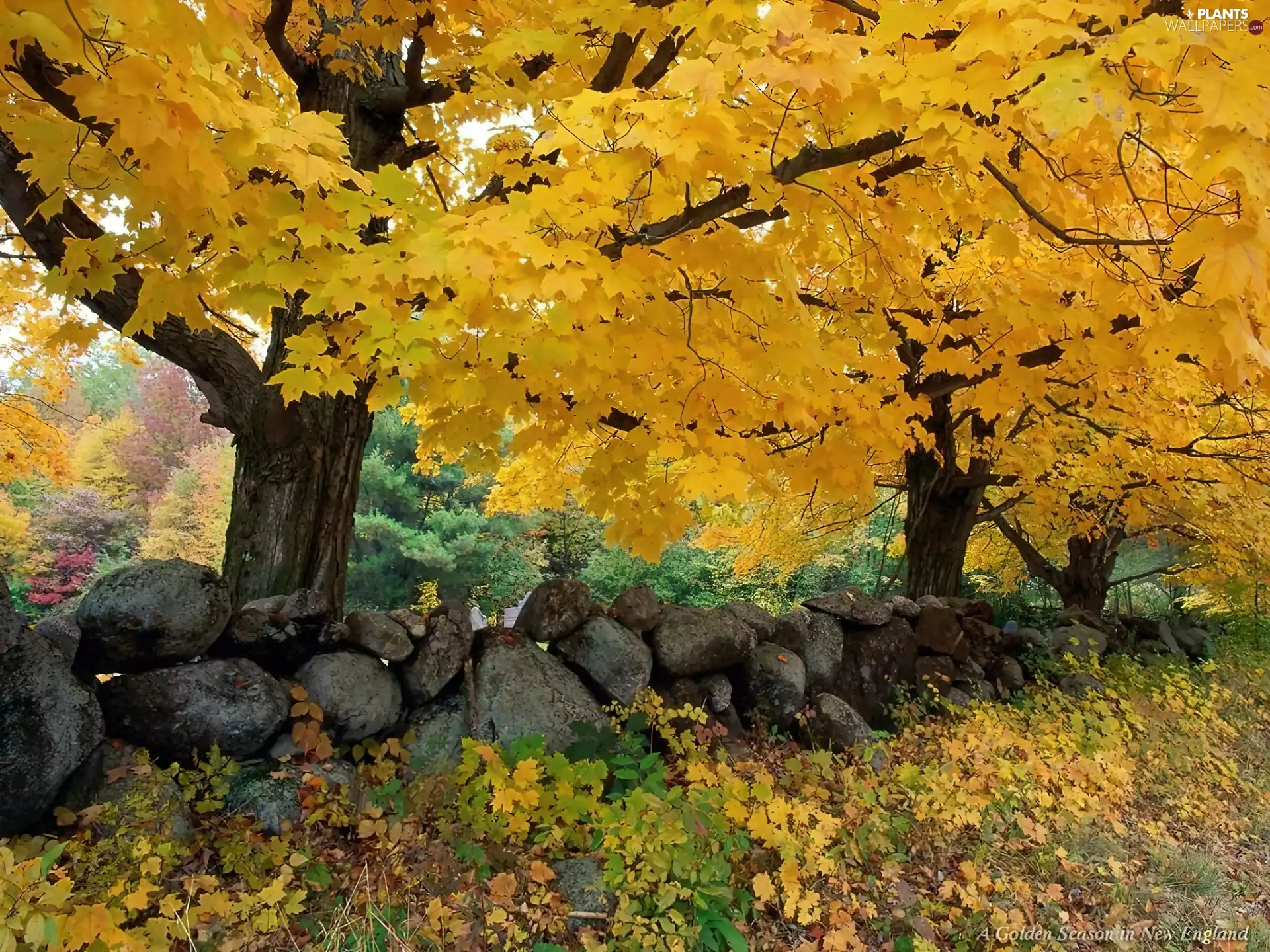 Stones, autumn, trees