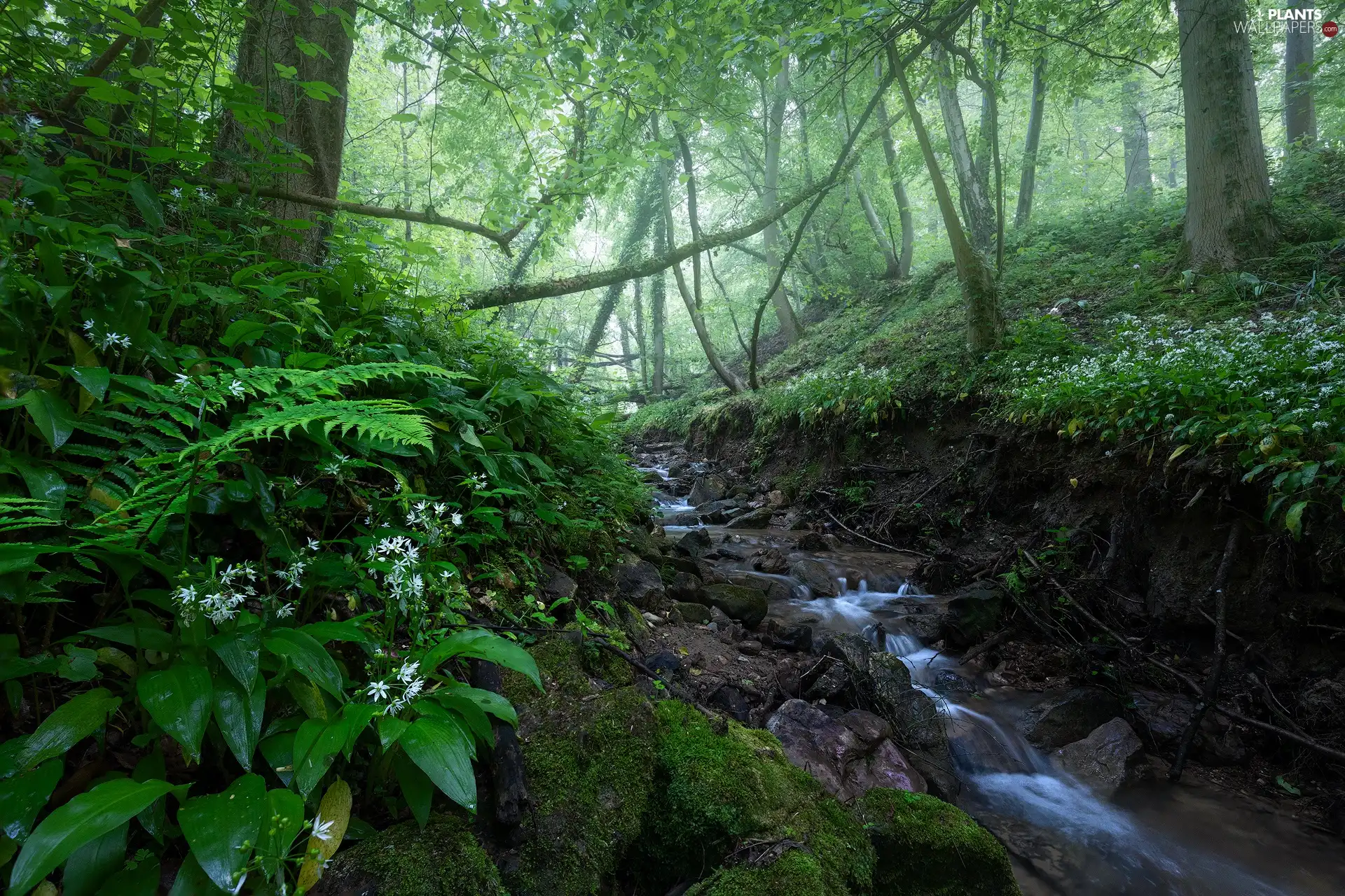 branch pics, trees, flux, Fog, Flowers, forest, viewes, Spring, Stones, Wild Garlic