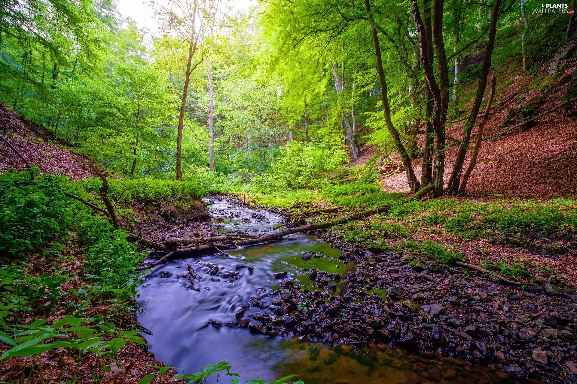 viewes, forest, brook, Stones, stream, trees