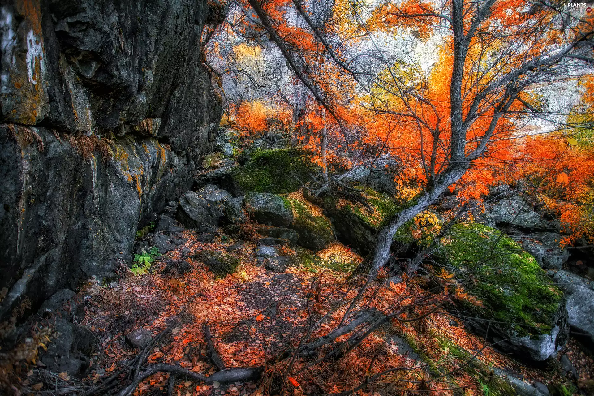 viewes, autumn, rocks, Stones, mossy, trees