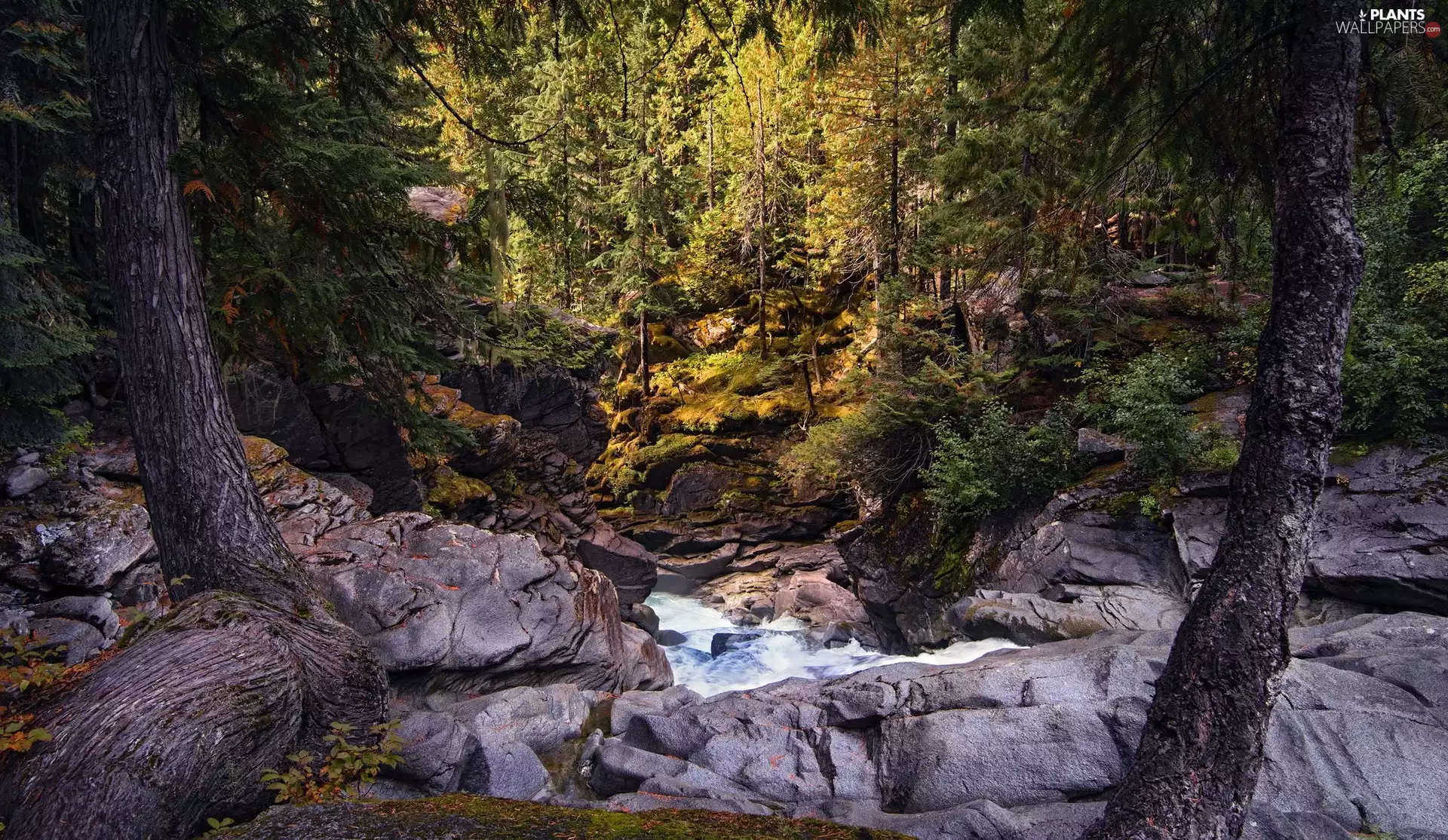 viewes, forest, rocks, Stones, River, trees