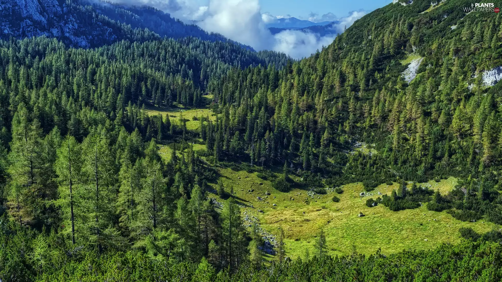 viewes, Mountains, Valley, Stones, Spruces, trees