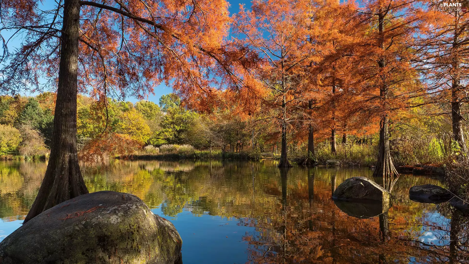 Yellow, autumn, viewes, Stones, trees, Pond - car