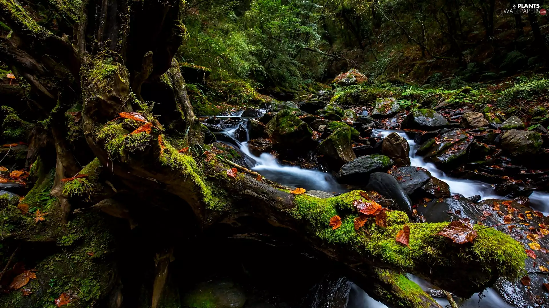 mossy, River, viewes, Stones, forest, trees, Leaf