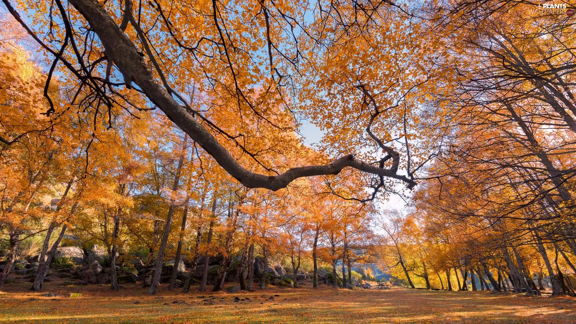 Leaf, Stones, viewes, autumn, trees