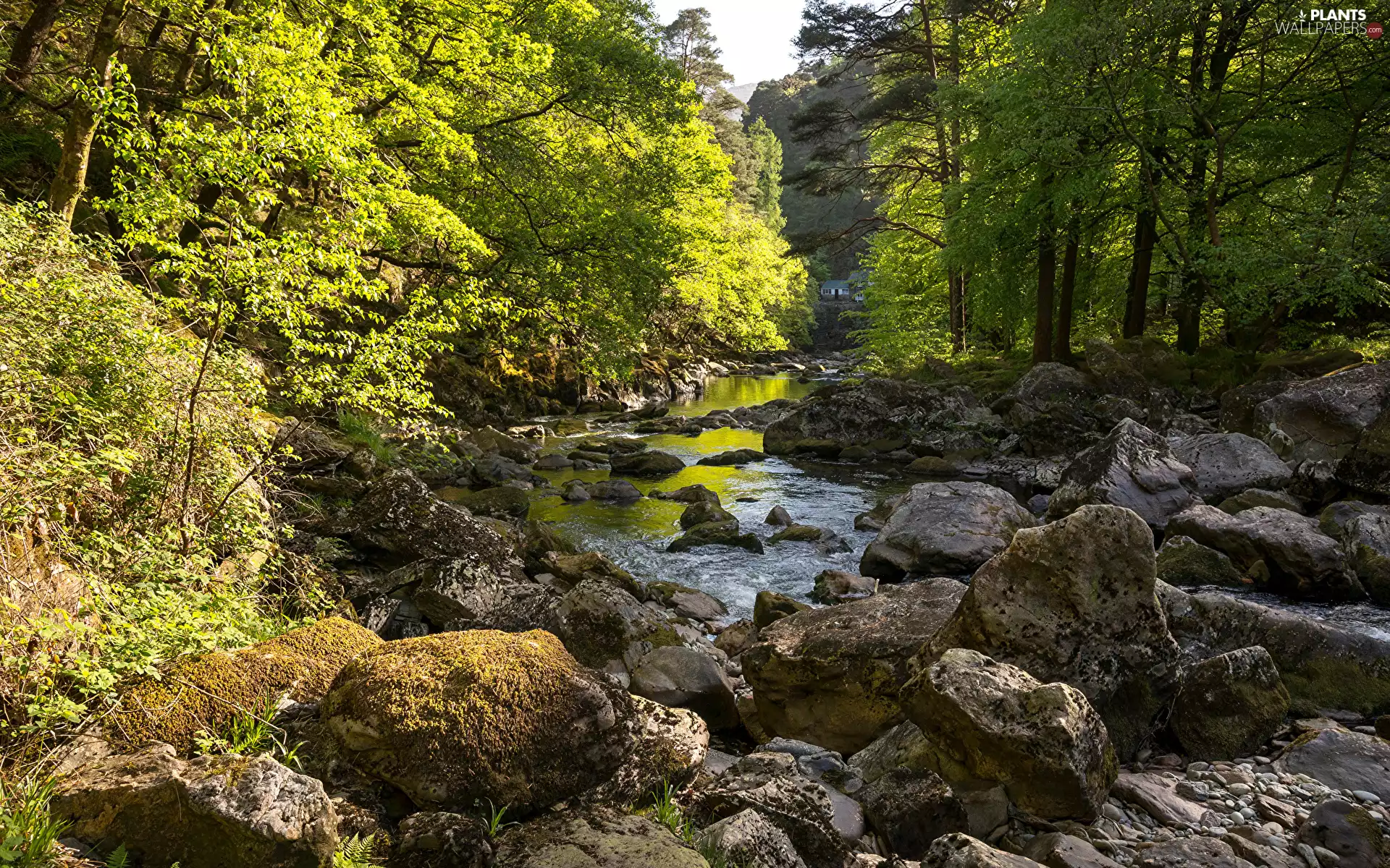 stream, Stones, viewes, River, trees