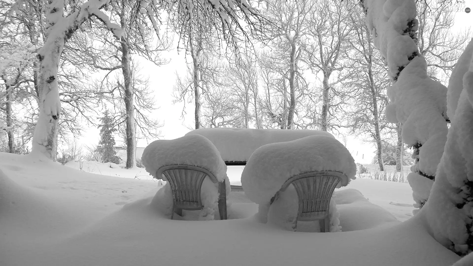 trees, winter, snowy, Stool, viewes, snow