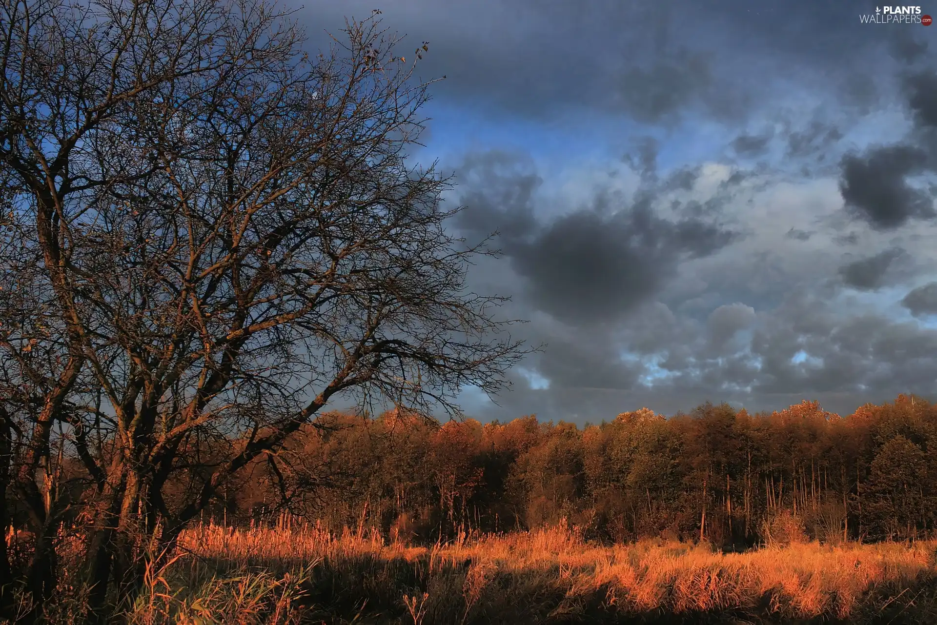 storm, clouds, trees, viewes, autumn